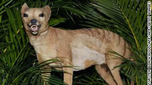 Thylacine hunting behavior: Case of crying wolf?