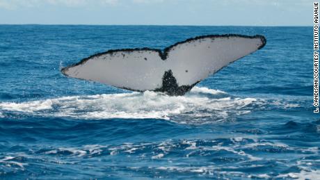 A humpback whale&#39;s tail fin crashes into the water 