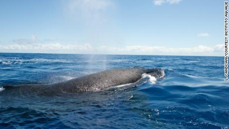 Western South Atlantic humpback numbers are recovering and on the rise