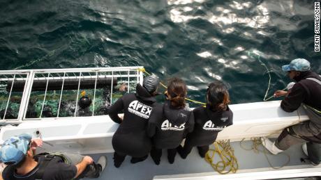 Tourists prepare to cage dive off of Seal Island. It was one of the world&#39;s best places to spot great whites, but now the tourists look at sevengill and other species. 