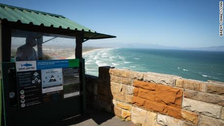 On the cliffs above shark spotters no longer take great white sightings for granted. 