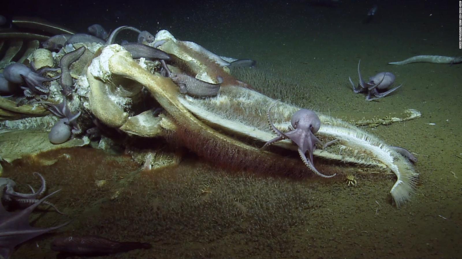 Scientists Freak Out Over Deep Sea Feast - Cnn Video