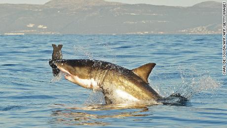 Действительно ли большая белая акула исчезла из вод Кейптауна?