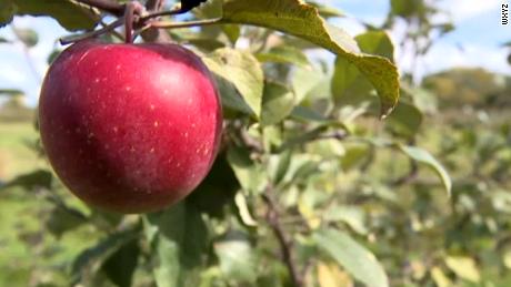 Thieves pick 7,000 pounds of apples off the trees in a Michigan orchard