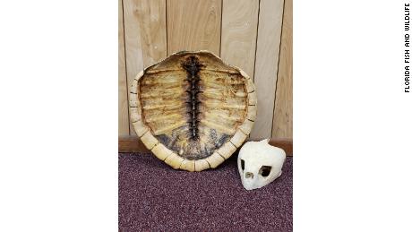 The skull and shell of a Kemp's Ridley sea turtle, the most endangered species of sea turtles, was found in possession of the suspects.