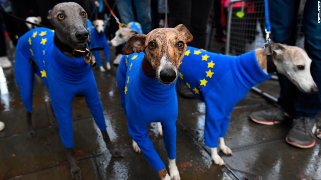A group of dogs dressed in European Union flag sweaters are seen at the anti-Brexit march in Parliament Square.