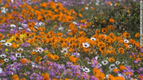 Wildflowers in the West Coast National Park near the town of Langebaan, about 100 km north of Cape Town, during the annual Wildflower Show, 2015.