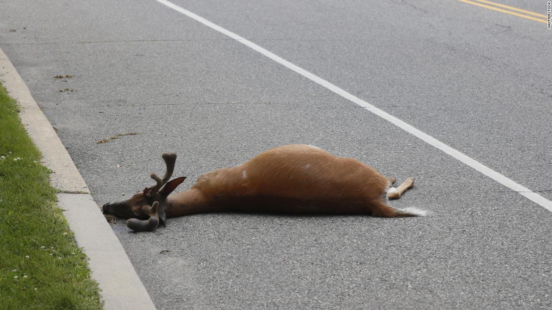Some Californians may soon be able to eat their roadkill. That's