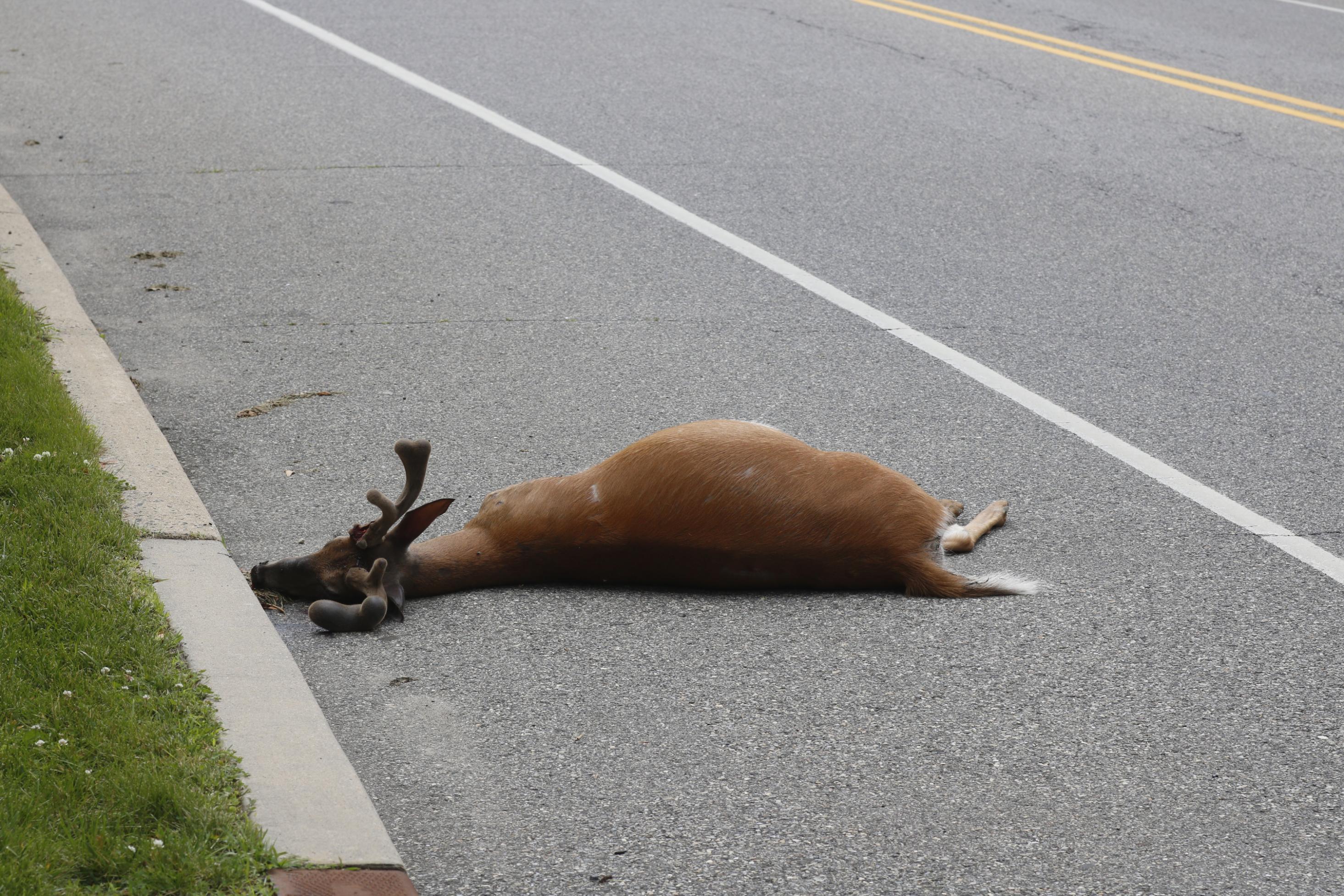 Some Californians May Soon Be Able To Eat Their Roadkill That S Already Legal In More Than 20 Us States Cnn