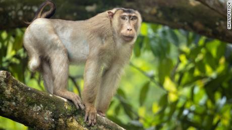 Researchers were shocked to discover that pig-tailed macaques eat rats.