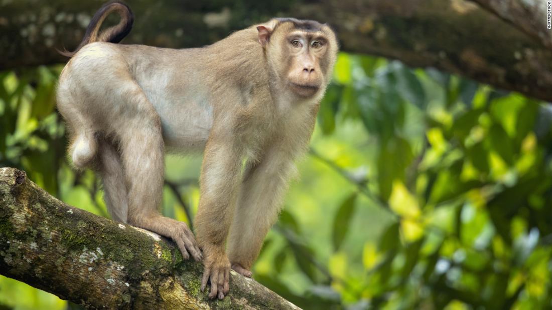 Researchers were shocked to discover that pig-tailed macaques eat rats.