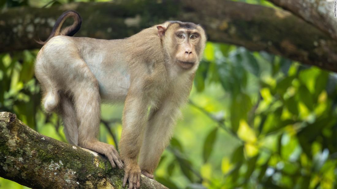 Rat-eating Macaques Could Boost Palm Oil Sustainability In Malaysia - Cnn