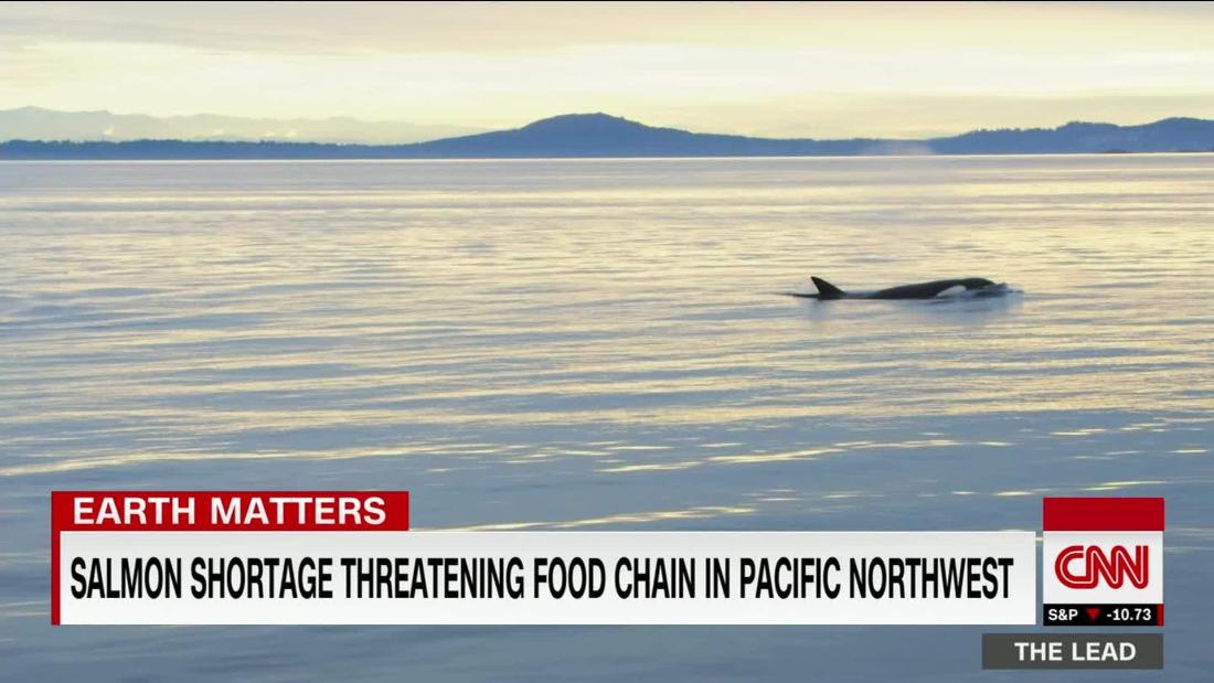 Salmon shortage threatening food chain in Pacific Northwest CNN Video