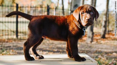 One of the puppies at the &#39;Puppy Pilates&#39; class. 