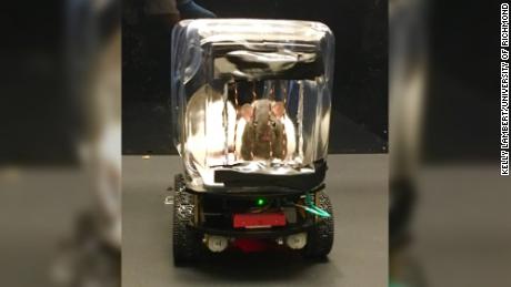 Beep beep! Rat comin&#39; through in search of Froot Loops. They&#39;re adorable drivers, but the activity proved a mentally stimulating one that improved their emotional resilience. 