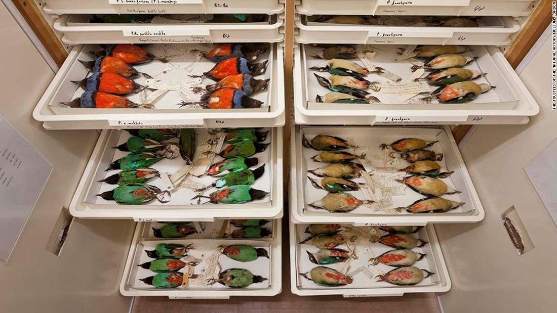 Researchers Find Sex Bias In Natural History Collections Cnn 