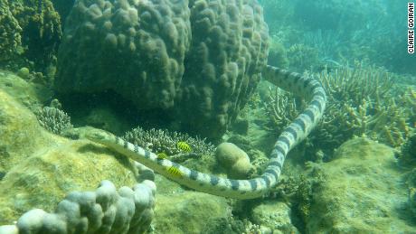 Grandma diving to discover deadly large sea snakes in famous bay