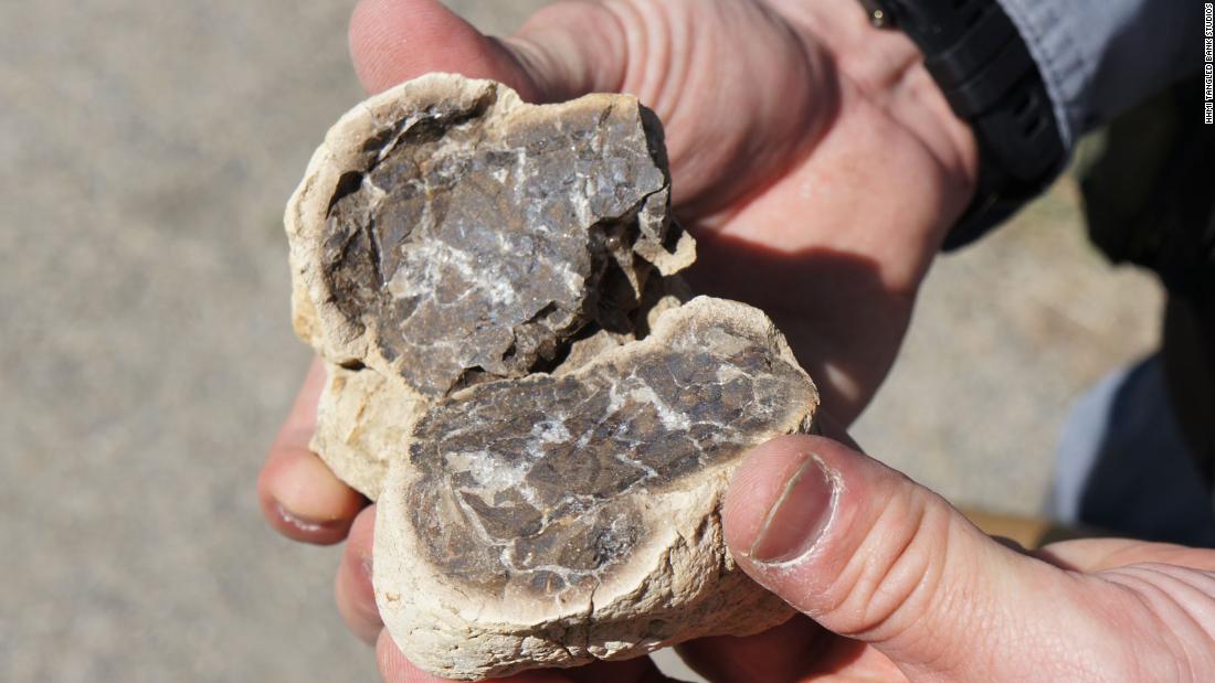 This split concretion reveals the cross section of a vertebrate skull inside.