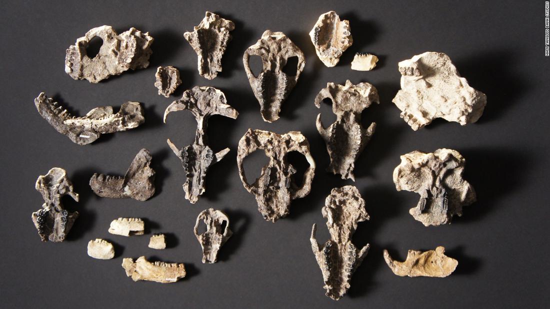 A collection of mammal skull fossils and lower jaws retrieved from Corral Bluffs.