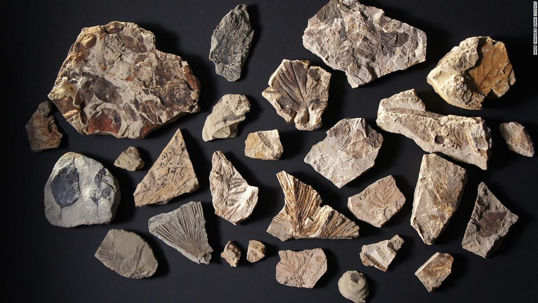 More than 6,000 leaves were collected. Plant fossils help tell the story of how the environment and forests bounced back over time.