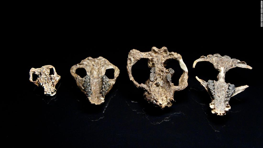 Researchers uncovered a fossil timeline of the first million years after the dinosaurs went extinct in Colorado&#39;s Corral Bluffs. As seen in these fossils, the mammals grew larger over time. These four mammal skulls represent Loxolophus, Carsioptychus, Taeniolabis and Eoconodon (left to right).