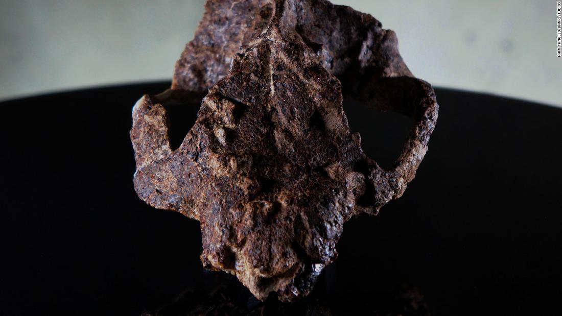 This is a skull of Taeniolabis taoensis, which appeared approximately 700,000 years after the mass extinction event. It was an herbivore that came  on the scene at the same time as the world&#39;s oldest legume plant fossil.