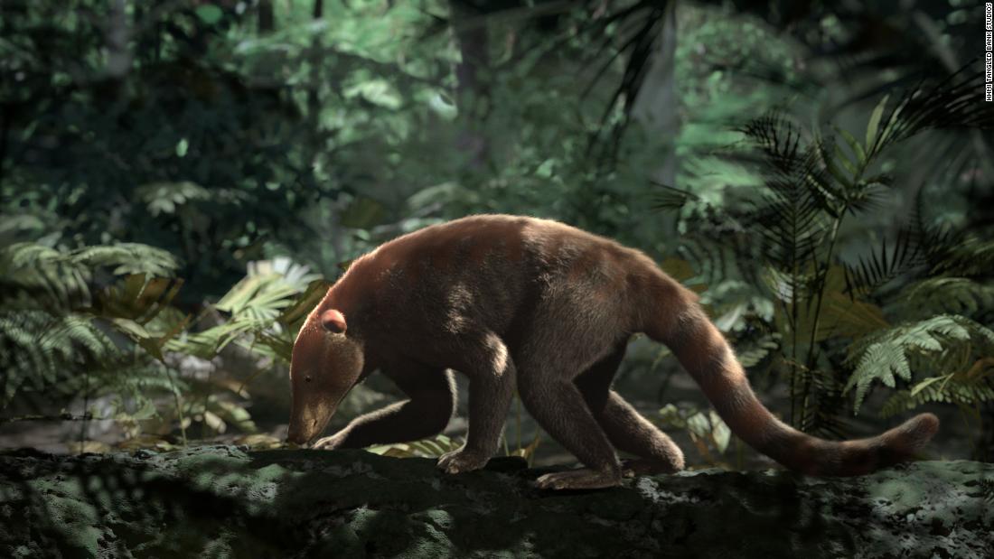 About 200,000 years after the extinction event, mammals like Loxolophus could find food in forests dominated by palm trees. 