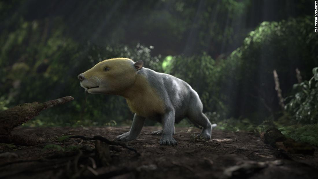 This is a CGI rendering of the ancient Taeniolabis mammal. The rendering was taken from the PBS NOVA special &quot;Rise of the Mammals.&quot;