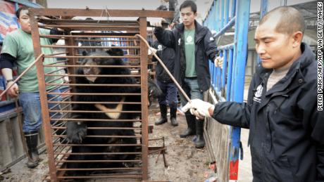 Workers prepare to move a moon bear rescued from a bear bile farm in Chengdu on February 6, 2009.