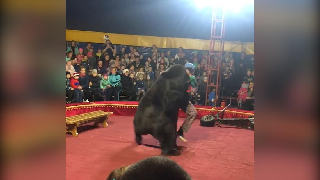 Bear Attacks Handler During Circus Act Cnn Video 2156