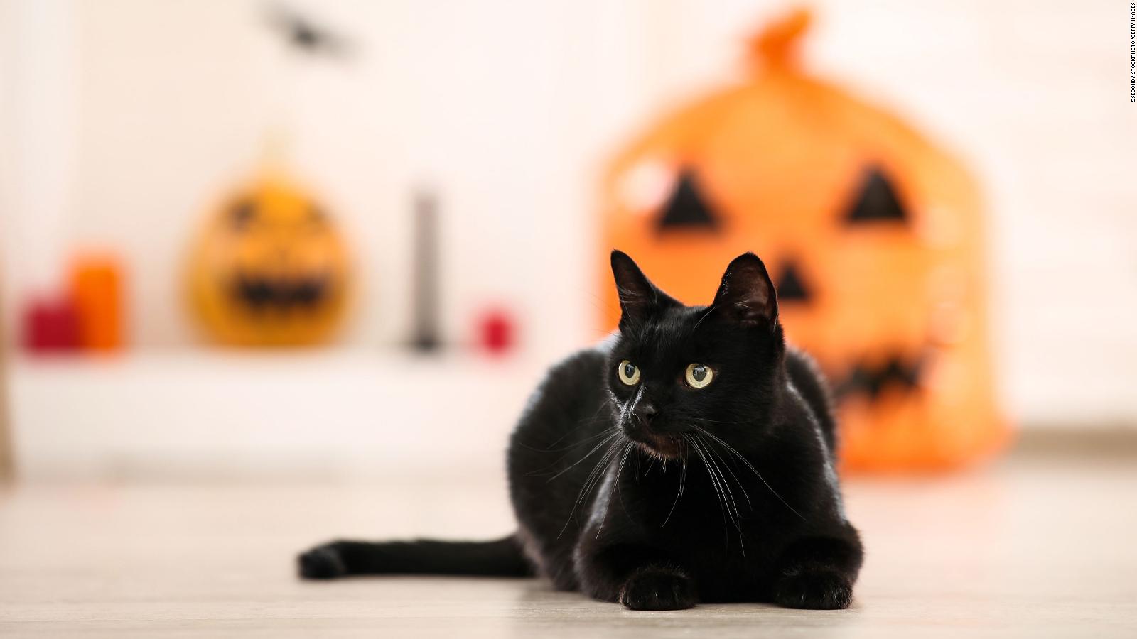 National Black Cat Day: Here are five facts to know about our black ...