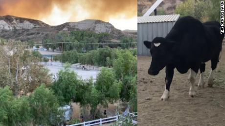 Sanctuary Works To Save Animals As Fire Closes In Cnn Video