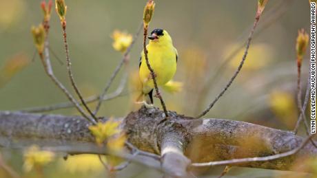 The majority of birds in North America face threat of extinction. Here&#39;s what we can do