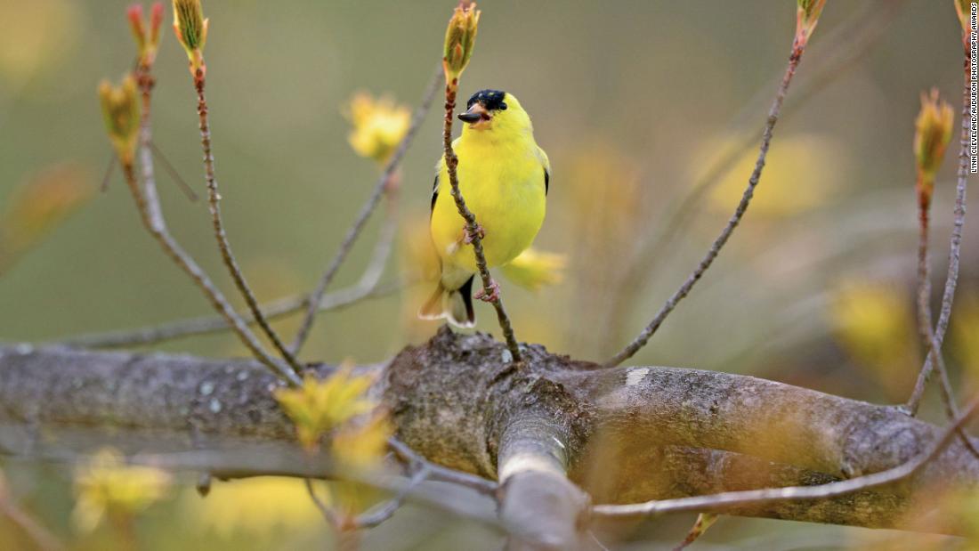 The majority of birds in North America face threat of extinction. Here's what we can do - CNN