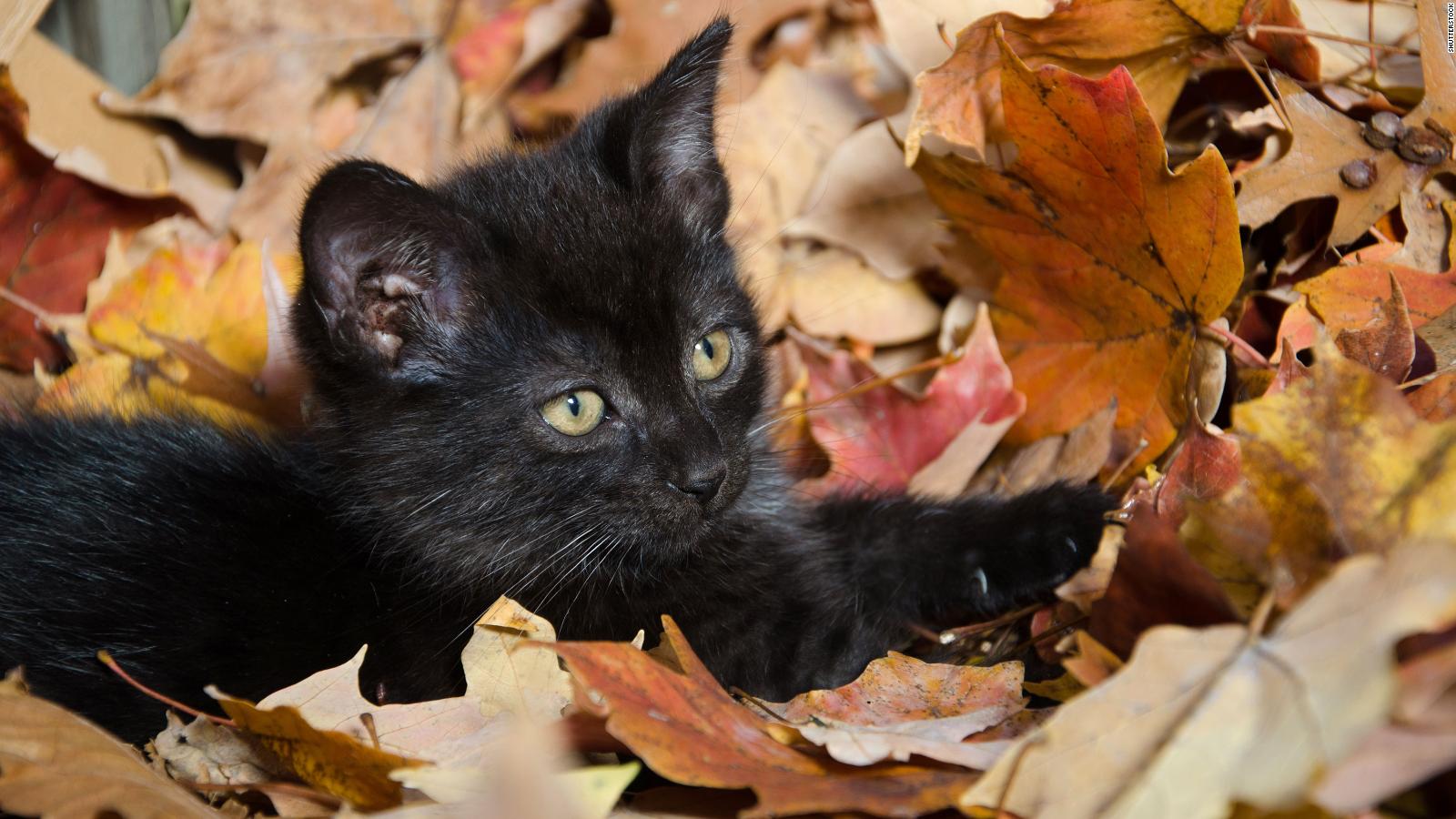 National Black Cat Day Here are five facts to know about our black