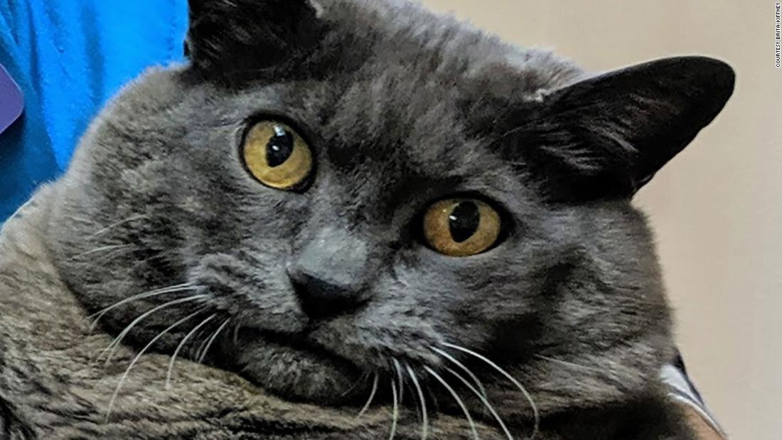  Fat  cat  named Cinderblock warms hearts with its workout 