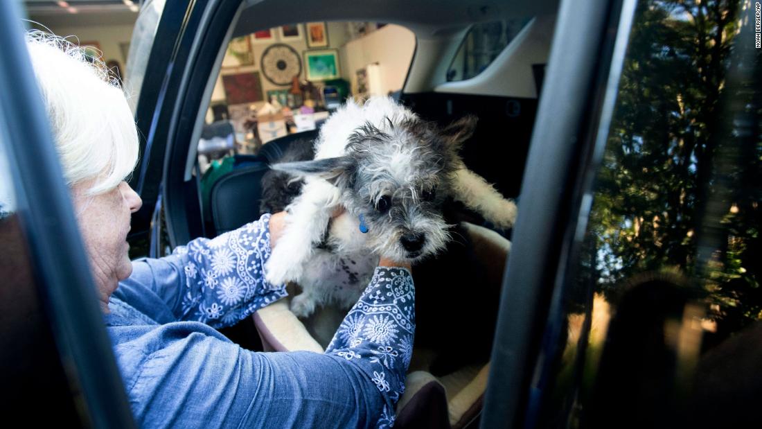 Sandy Beddow evacuates Healdsburg with her dog.