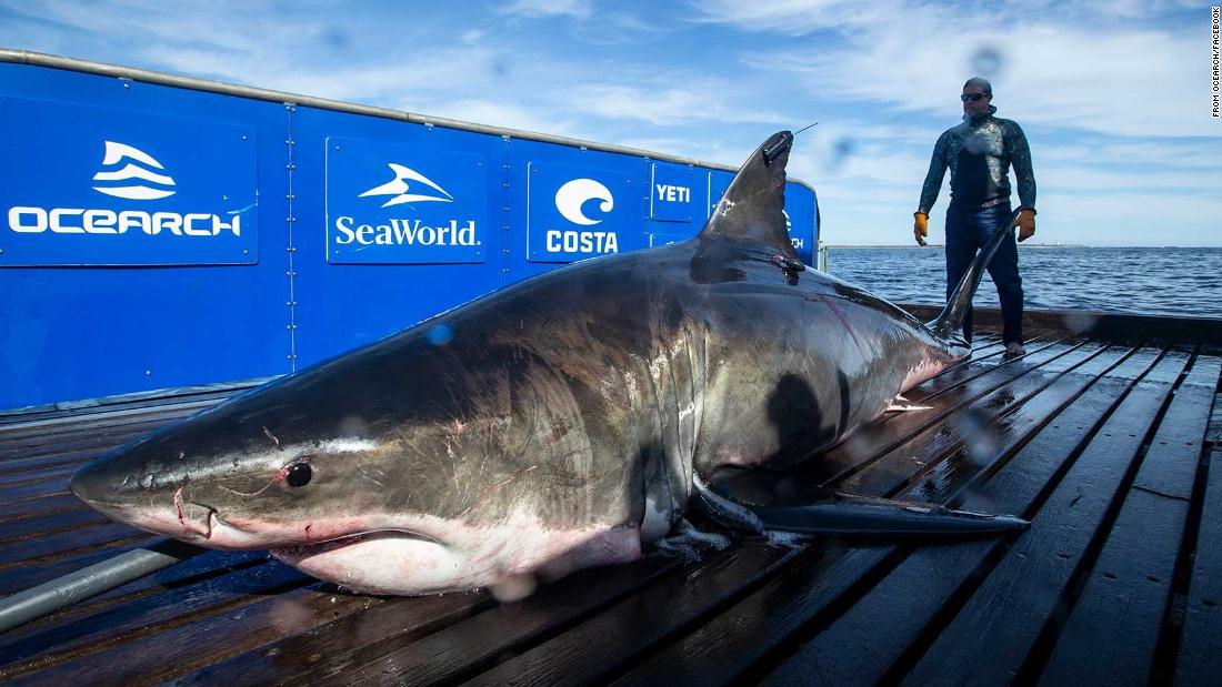 beached great white shark