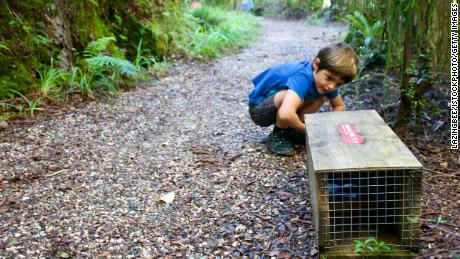 Community groups are actively involved in trapping New Zealand&#39;s unwanted pests.