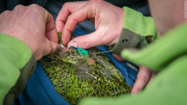 Andrew Digby adds a GPS logger to a kakapo's radio transmitter, which will record where the bird goes.