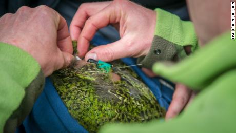 Andrew Digby adds a GPS logger to a kakapo&#39;s radio transmitter, which will record where the bird goes.