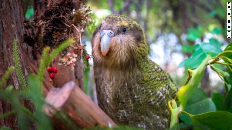 Can tech save the kakapo, New Zealand&#39;s &#39;gorgeous, hilarious&#39; parrot?
