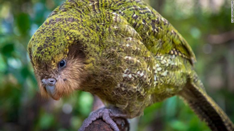 Kakapos evolved yellow-green feathers to camouflage them on the forest floor. This provides excellent protection from sharp-eyed birds of prey but does not save them from mammals -- which mainly hunt by smell.