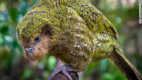 Kakapos evolved yellow-green feathers to camouflage them on the forest floor. This provides excellent protection from sharp-eyed birds of prey but does not save them from mammals -- which mainly hunt by smell. 