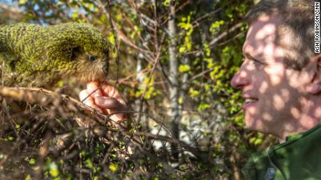 Andrew Digby has a chat with a kakapo.