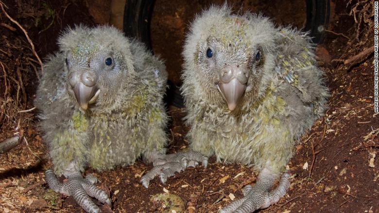 baby kakapo parrot