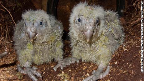 These kakapo chicks are starting to lose their baby fluff and gain their adult plumage.