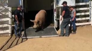 Animals Evacuated From Tick Fire Have Happy Ending Cnn Video