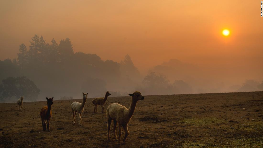 Smoke from the Kincade Fire hangs over Healdsburg as farm animals graze in a pasture on October 28.