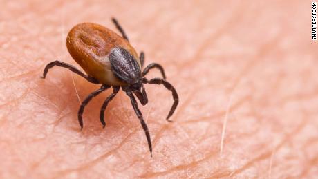 Ticks are parasitic arachnids that can carry a number of infections.